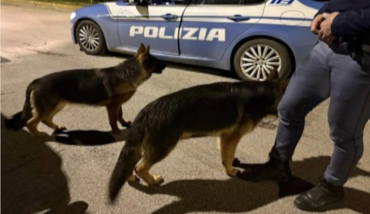 Brindisi, due pastori tedeschi vagano spaesati e impauriti per le strade del Sant’Elia: salvati dalla polizia Brindisi, due pastori tedeschi vagano spaesati e impauriti per le strade del Sant’Elia: salvati dalla polizia