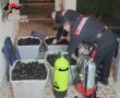 Porto Cesareo, pescatori di frodo nell’area protetta: 4 denunce, sequestrati 4mila ricci di mare