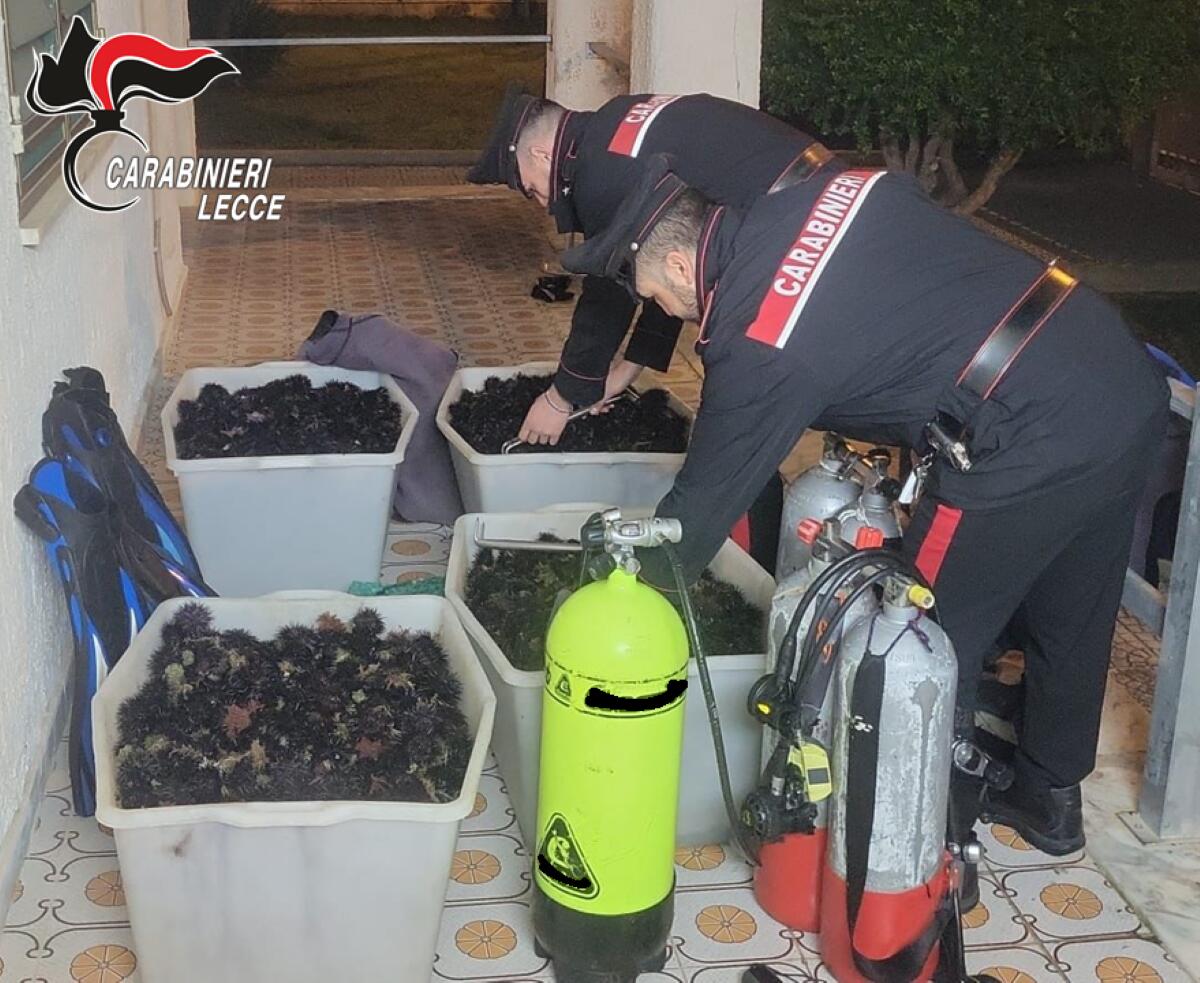 Porto Cesareo, pescatori di frodo nell’area protetta: 4 denunce, sequestrati 4mila ricci di mare Porto Cesareo, pescatori di frodo nell’area protetta: 4 denunce, sequestrati 4mila ricci di mare