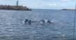 I delfini incantano nel porto di Bari: l’emozionante incontro – VIDEO