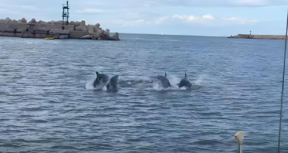 Galleria foto 'I delfini incantano nel porto di Bari: l’emozionante incontro – VIDEO' - foto 1