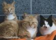 Medico brindisino indagato per aver ucciso tre gatti, gli animalisti: «Crudeltà inaccettabile, saremo parte civile»