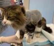 Orrore a Ostuni, sparano ad un gatto con una pistola a piombini: salvato in extremis. Caccia ai responsabili