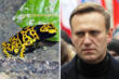 Navalny, cinque Paesi europei accusano Putin: «Lo avvelenò con una tossina estratta dalle rane freccia»