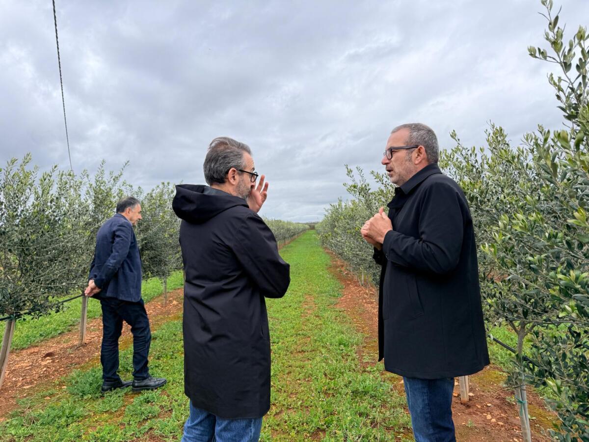 Puglia, la Regione a caccia dei furbetti della Xylella: controlli per chi ha preso i fondi senza ripristinare Puglia, la Regione a caccia dei furbetti della Xylella: controlli per chi ha preso i fondi senza ripristinare