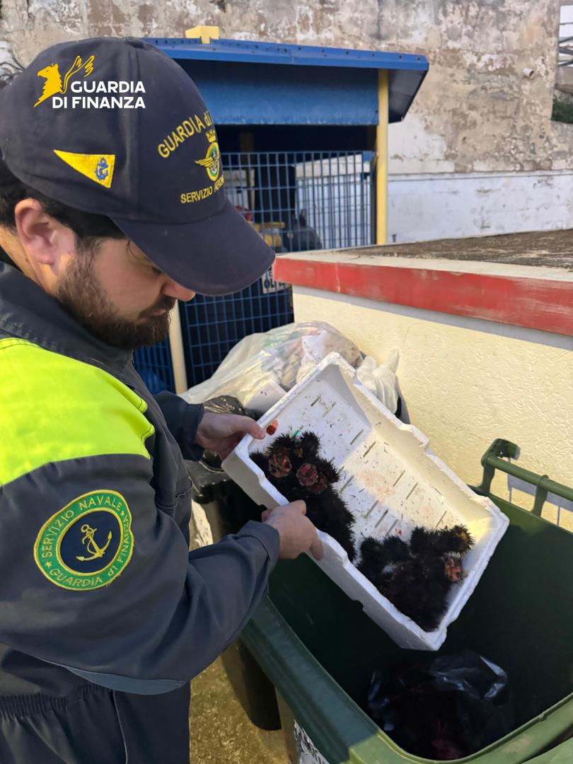 Pesca di frodo nelle acque del Brindisino, due denunce: sequestrati datteri, novellame e ricci di mare Pesca di frodo nelle acque del Brindisino, due denunce: sequestrati datteri, novellame e ricci di mare