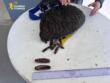 Pesca di frodo nelle acque del Brindisino, due denunce: sequestrati datteri, novellame e ricci di mare