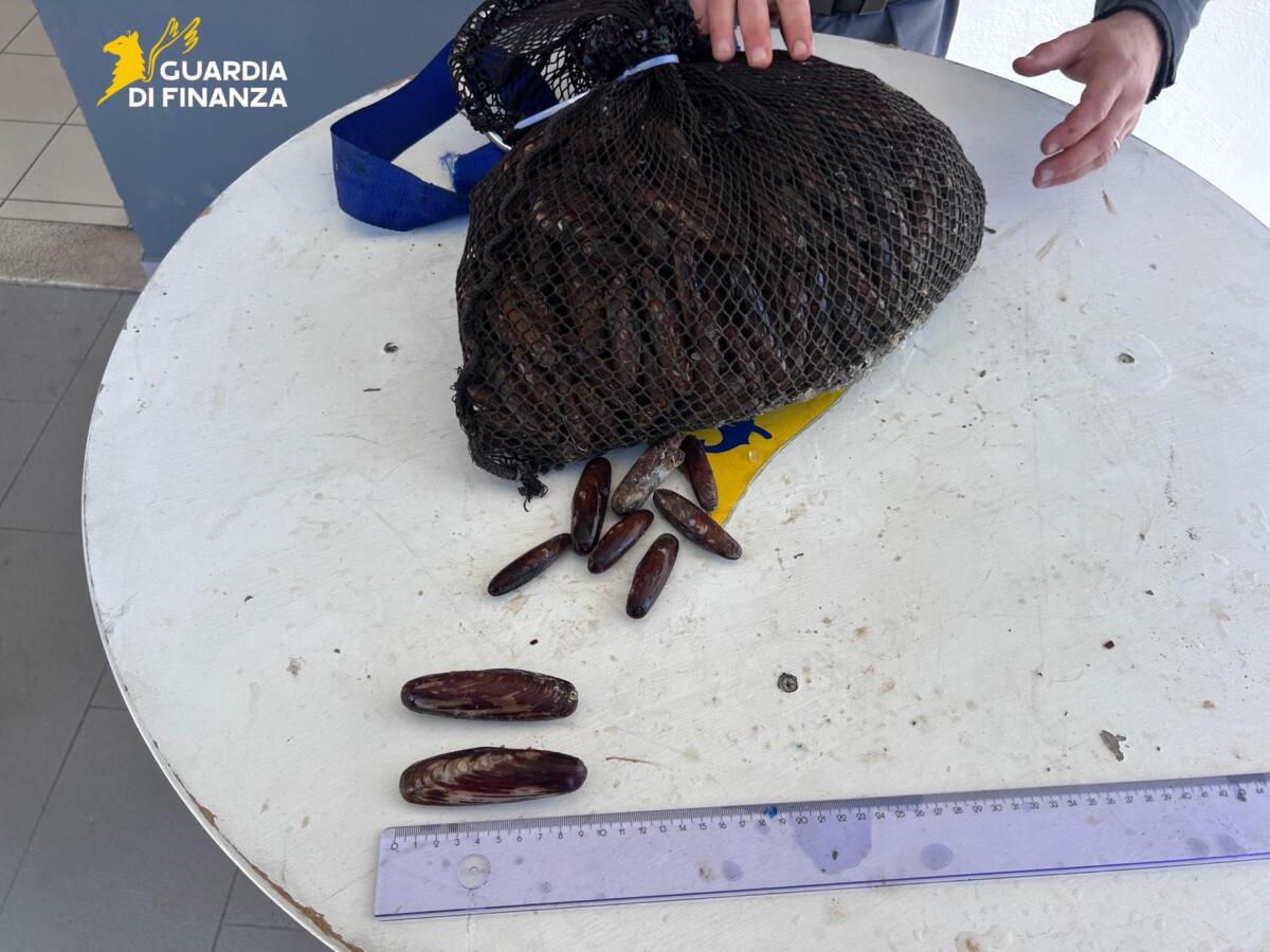 Pesca di frodo nelle acque del Brindisino, due denunce: sequestrati datteri, novellame e ricci di mare Pesca di frodo nelle acque del Brindisino, due denunce: sequestrati datteri, novellame e ricci di mare