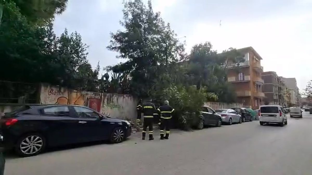 Galleria foto 'Maltempo in Puglia, vento di burrasca e mareggiate: sale il livello di allerta. A Bari disagi per rami caduti' - foto 1