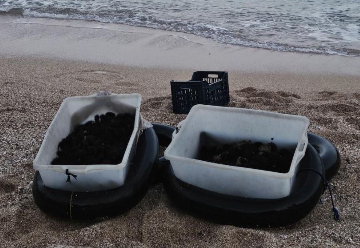 Galleria foto 'Mattinata, sorpresi a pescare abusivamente ricci di mare: sequestrati 1.200 esemplari, multati 2 sub' - foto 1