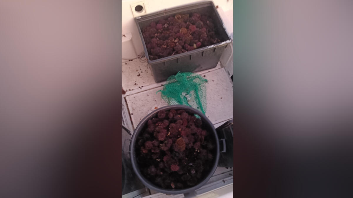 Sorpresi con 8mila ricci di mare pescati illegalmente nelle acque delle Tremiti, maxi multa per 3 persone Sorpresi con 8mila ricci di mare pescati illegalmente nelle acque delle Tremiti, maxi multa per 3 persone