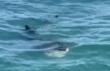 Un raro squalo “elefante” nel porto di Trani, l’appello social: «È innocuo e non gode di ottima salute» – VIDEO