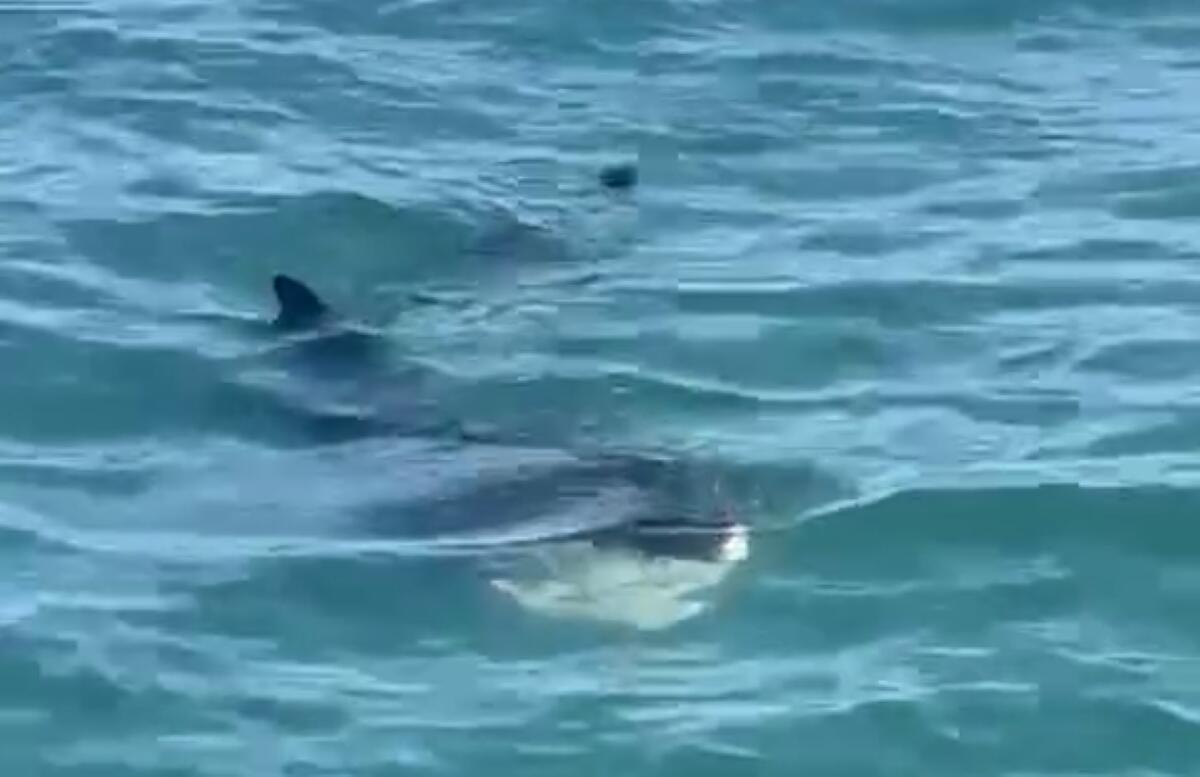Un raro squalo “elefante” nel porto di Trani, l’appello social: «È innocuo e non gode di ottima salute» – VIDEO Un raro squalo “elefante” nel porto di Trani, l’appello social: «È innocuo e non gode di ottima salute» – VIDEO
