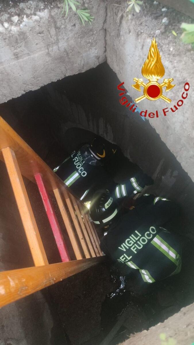 Galleria foto 'Lieto fine a Trinitapoli, cane cade in un pozzo in via Pisacane: salvato dai Vigili del Fuoco – FOTO' - foto 2
