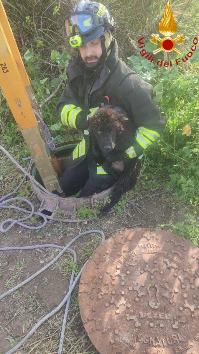 Galleria foto 'Lieto fine a Trinitapoli, cane cade in un pozzo in via Pisacane: salvato dai Vigili del Fuoco – FOTO' - foto 4