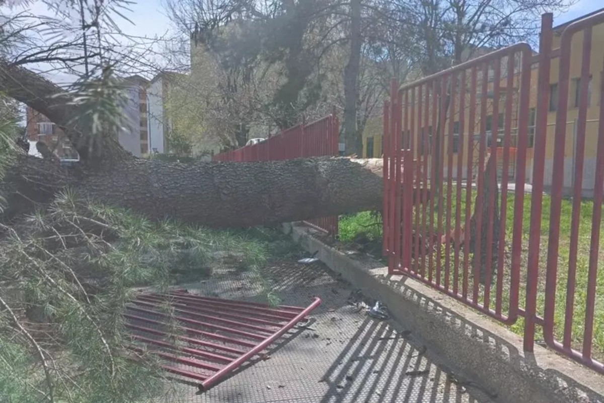 Galleria foto 'Tragedia sfiorata a Foggia, il vento sferza la città: grosso albero si schianta davanti ad una scuola' - foto 1