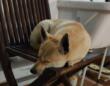 In cerca di riparo dal gelo, cane randagio entra in Questura ad Andria: accolto e adottato da un poliziotto