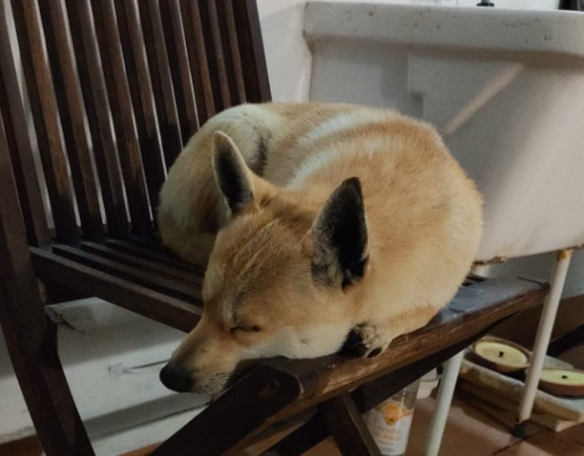In cerca di riparo dal gelo, cane randagio entra in Questura ad Andria: accolto e adottato da un poliziotto In cerca di riparo dal gelo, cane randagio entra in Questura ad Andria: accolto e adottato da un poliziotto