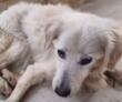Orrore a Sannicola, feriscono un cane a colpi di fucile e lo lasciano agonizzante: muore in clinica