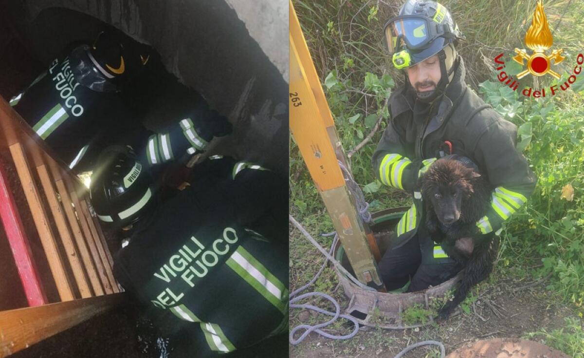 Galleria foto 'Lieto fine a Trinitapoli, cane cade in un pozzo in via Pisacane: salvato dai Vigili del Fuoco – FOTO' - foto 1