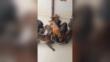 Malore in casa svela una situazione di degrado nel Leccese: una coppia e 23 cani in locali fatiscenti – VIDEO