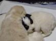 Chiusi in un sacchetto e gettati in un dirupo: quattro cuccioli di cane salvati nel Foggiano – VIDEO