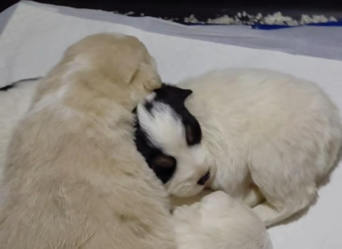 Galleria foto 'Chiusi in un sacchetto e gettati in un dirupo: quattro cuccioli di cane salvati nel Foggiano – VIDEO' - foto 1