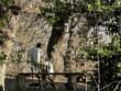 Famiglia nel bosco, Nathan chiede di fermare le proteste. Rafforzata la scorta alla giudice