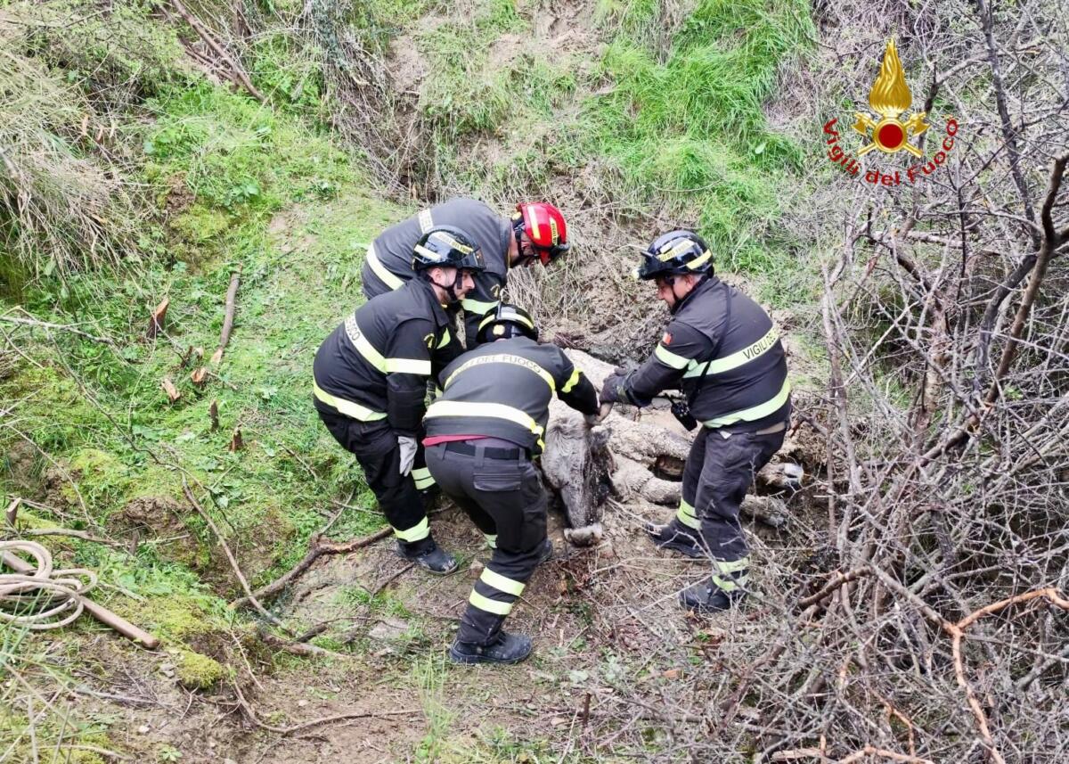 Galleria foto 'Montalbano Jonico, grosso bovino precipita in una scarpata: salvato dai vigili del fuoco – VIDEO' - foto 1