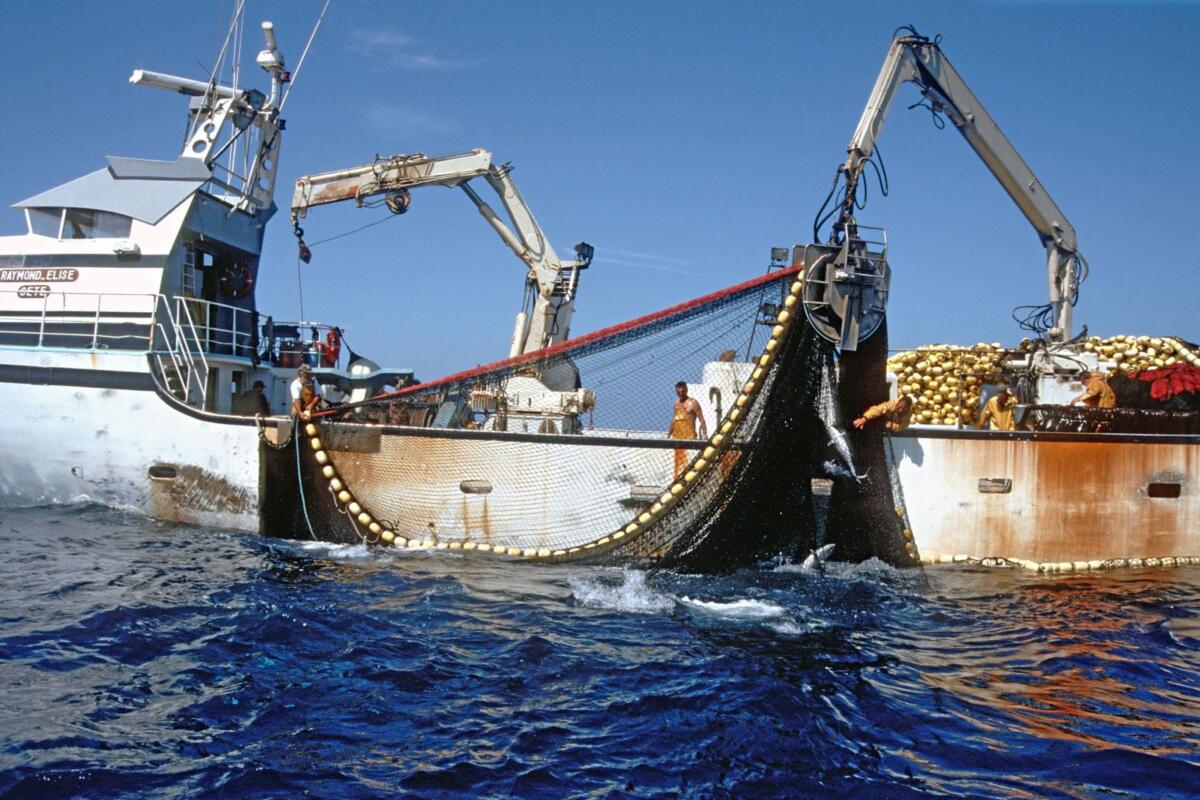 Crisi della pesca, da Roma ok ai ristori: passa la proposta pugliese per sostenere il comparto Crisi della pesca, da Roma ok ai ristori: passa la proposta pugliese per sostenere il comparto