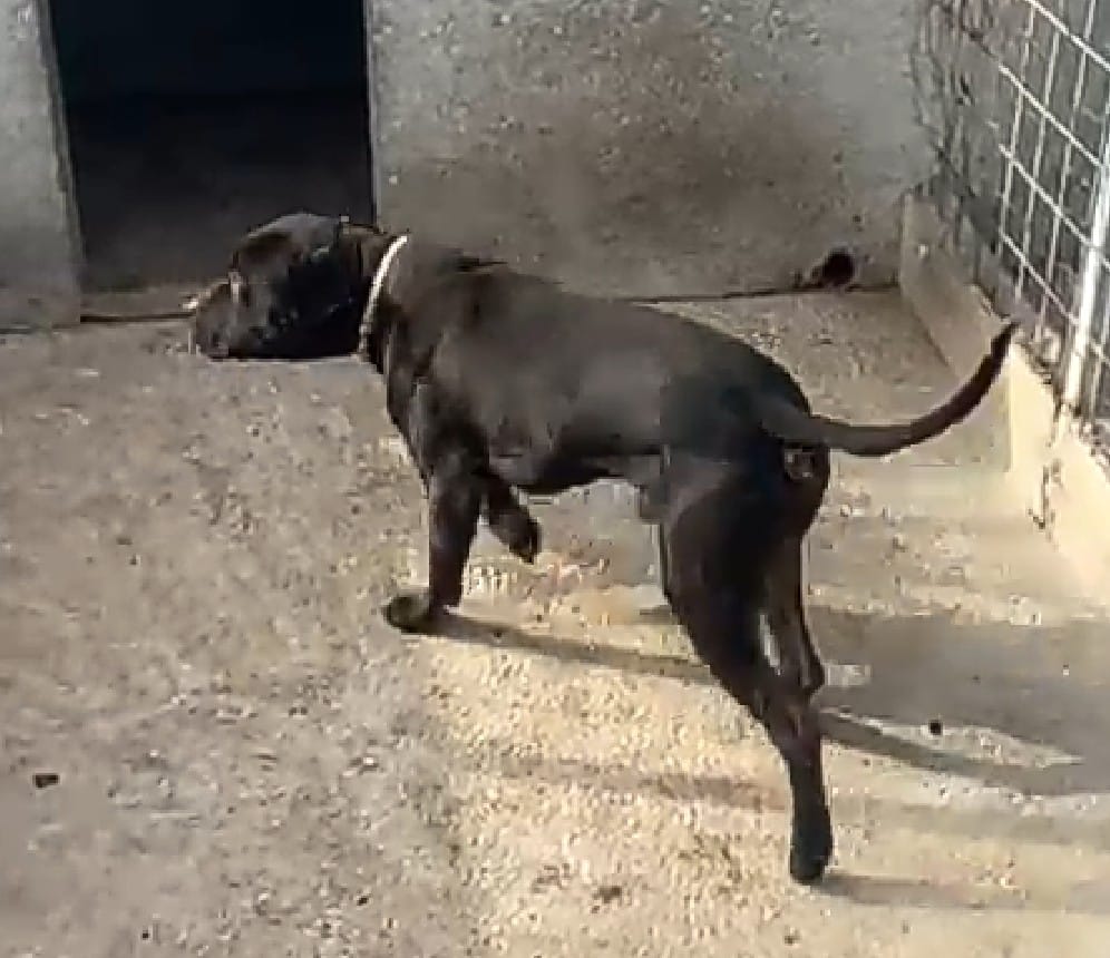 Galleria foto 'Barletta, pitbull legati a catene e in gabbie di 2 metri quadrati: sequestrati 10 cani, denunciato un 26enne – FOTO' - foto 5