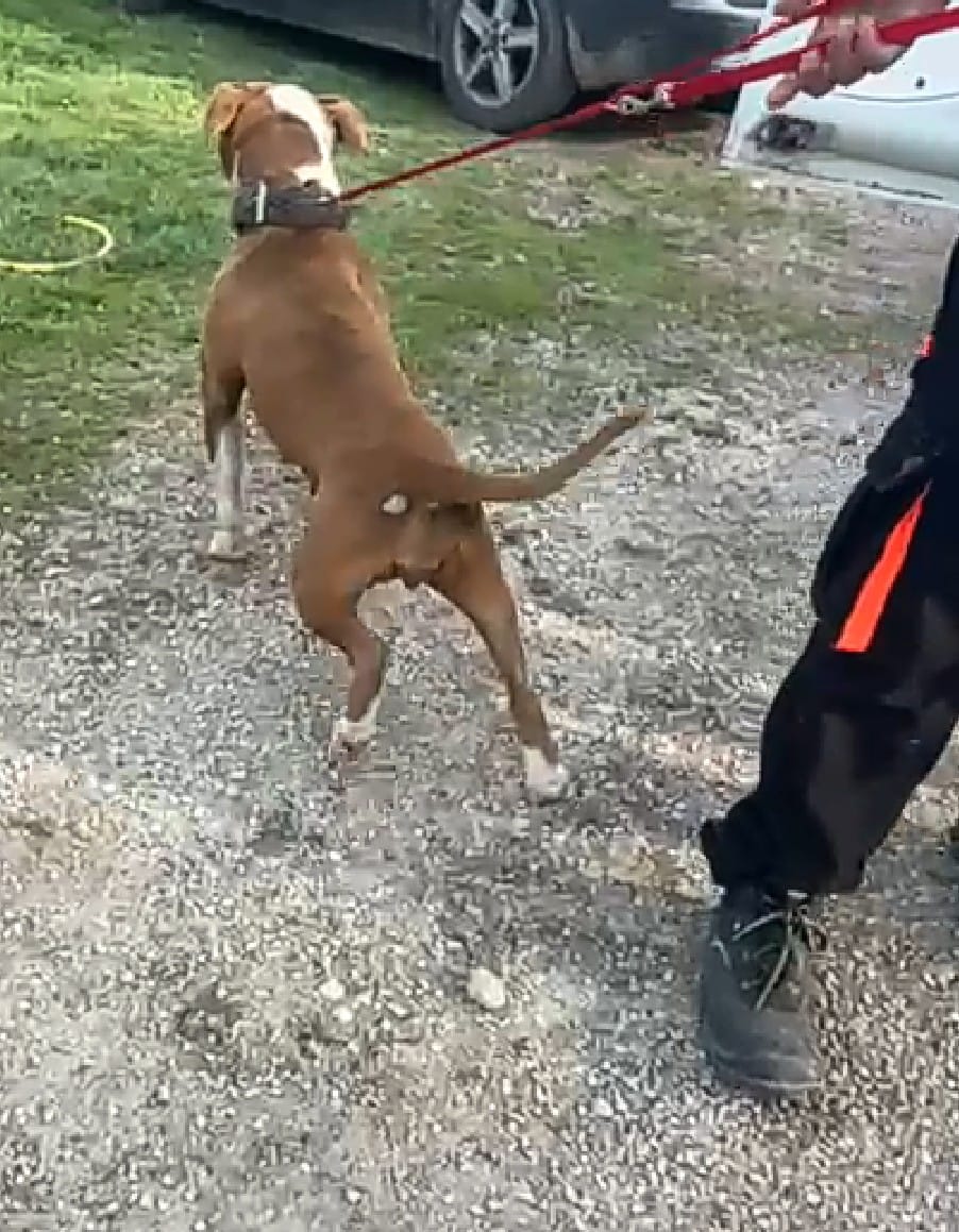 Galleria foto 'Barletta, pitbull legati a catene e in gabbie di 2 metri quadrati: sequestrati 10 cani, denunciato un 26enne – FOTO' - foto 6
