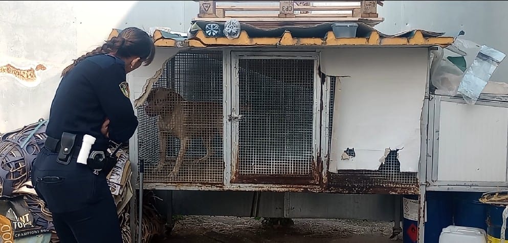 Galleria foto 'Barletta, pitbull legati a catene e in gabbie di 2 metri quadrati: sequestrati 10 cani, denunciato un 26enne – FOTO' - foto 7