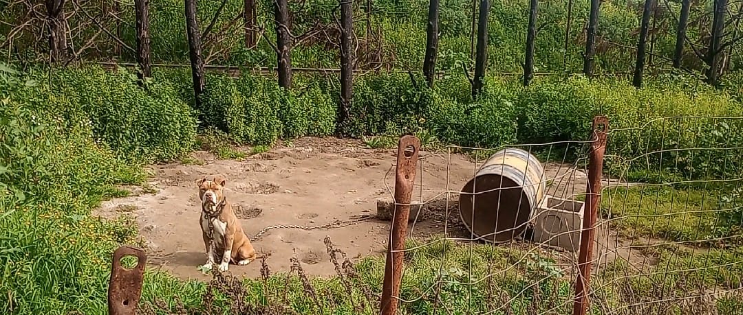Galleria foto 'Barletta, pitbull legati a catene e in gabbie di 2 metri quadrati: sequestrati 10 cani, denunciato un 26enne – FOTO' - foto 10