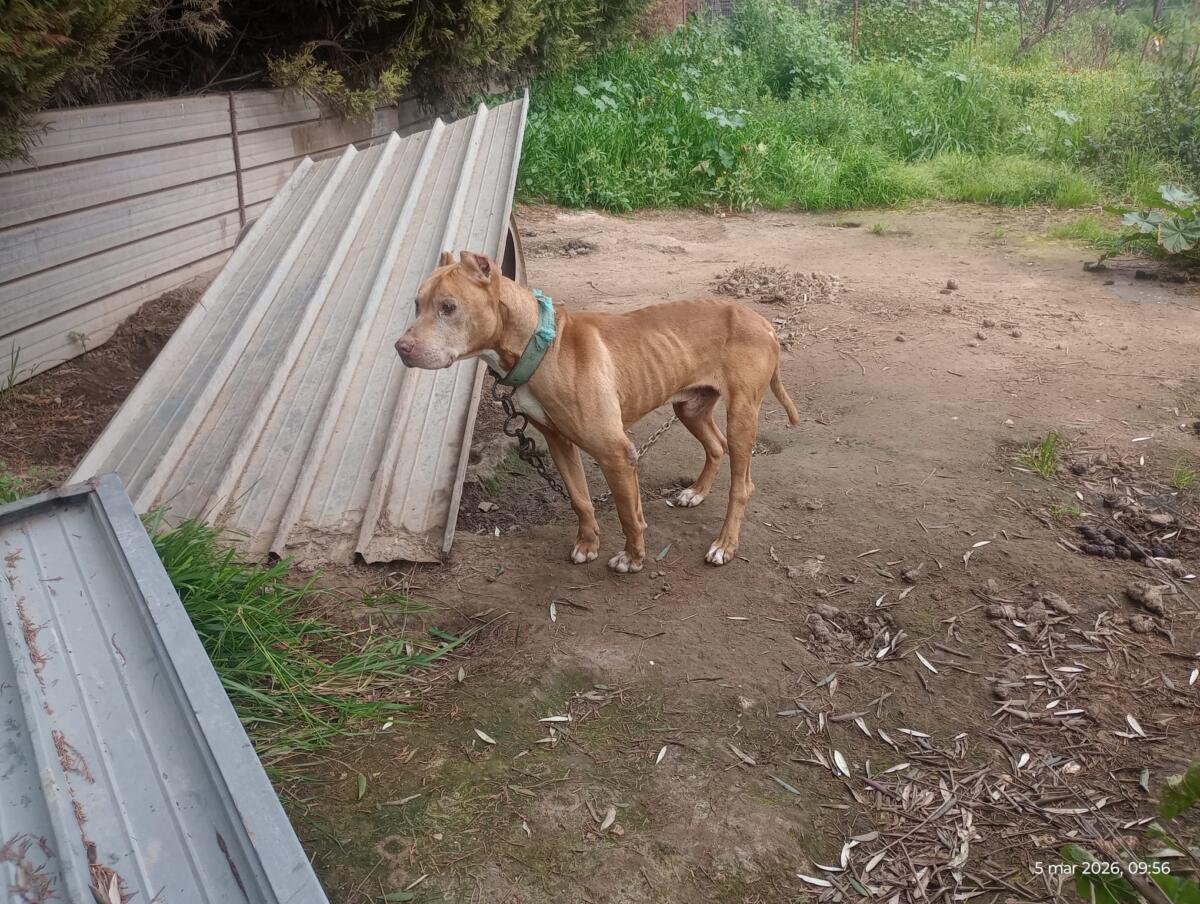 Galleria foto 'Barletta, pitbull legati a catene e in gabbie di 2 metri quadrati: sequestrati 10 cani, denunciato un 26enne – FOTO' - foto 3