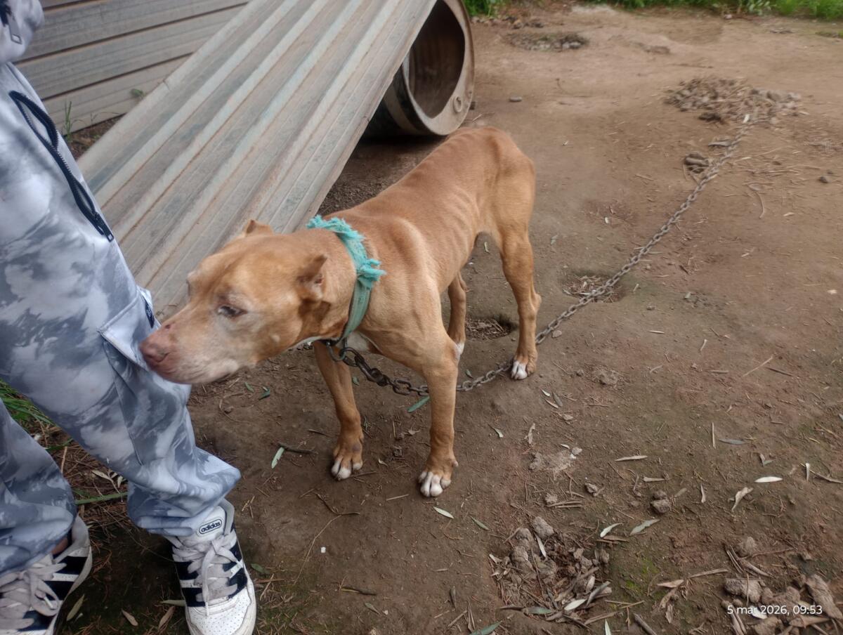 Galleria foto 'Barletta, pitbull legati a catene e in gabbie di 2 metri quadrati: sequestrati 10 cani, denunciato un 26enne – FOTO' - foto 2