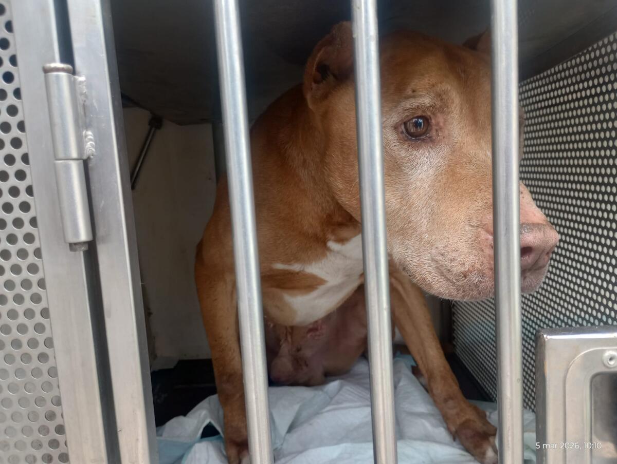 Galleria foto 'Barletta, pitbull legati a catene e in gabbie di 2 metri quadrati: sequestrati 10 cani, denunciato un 26enne – FOTO' - foto 1