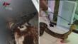 Sannicandro di Bari, rettili pericolosi nascosti in cantina: sequestrati anaconda, boa e persino un caimano – VIDEO