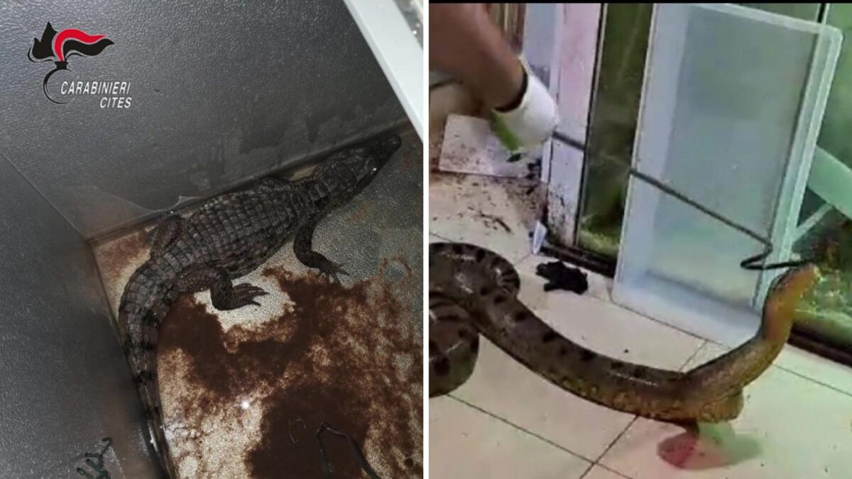 Galleria foto 'Sannicandro di Bari, rettili pericolosi nascosti in cantina: sequestrati anaconda, boa e persino un caimano – VIDEO' - foto 1