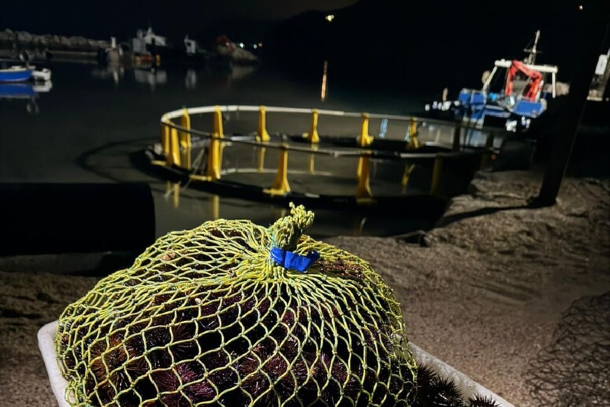 Blitz nel Foggiano, sequestrati 3mila ricci di mare: sanzioni per 6mila euro Blitz nel Foggiano, sequestrati 3mila ricci di mare: sanzioni per 6mila euro