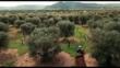 Xylella, Helen Mirren testimonial della lotta al batterio: lo spot della Regione Puglia – VIDEO
