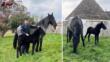 Martina Franca, fiocco azzurro nel Centro equestre dei Carabinieri: è nato Zeus, primo cavallo murgese del 2026
