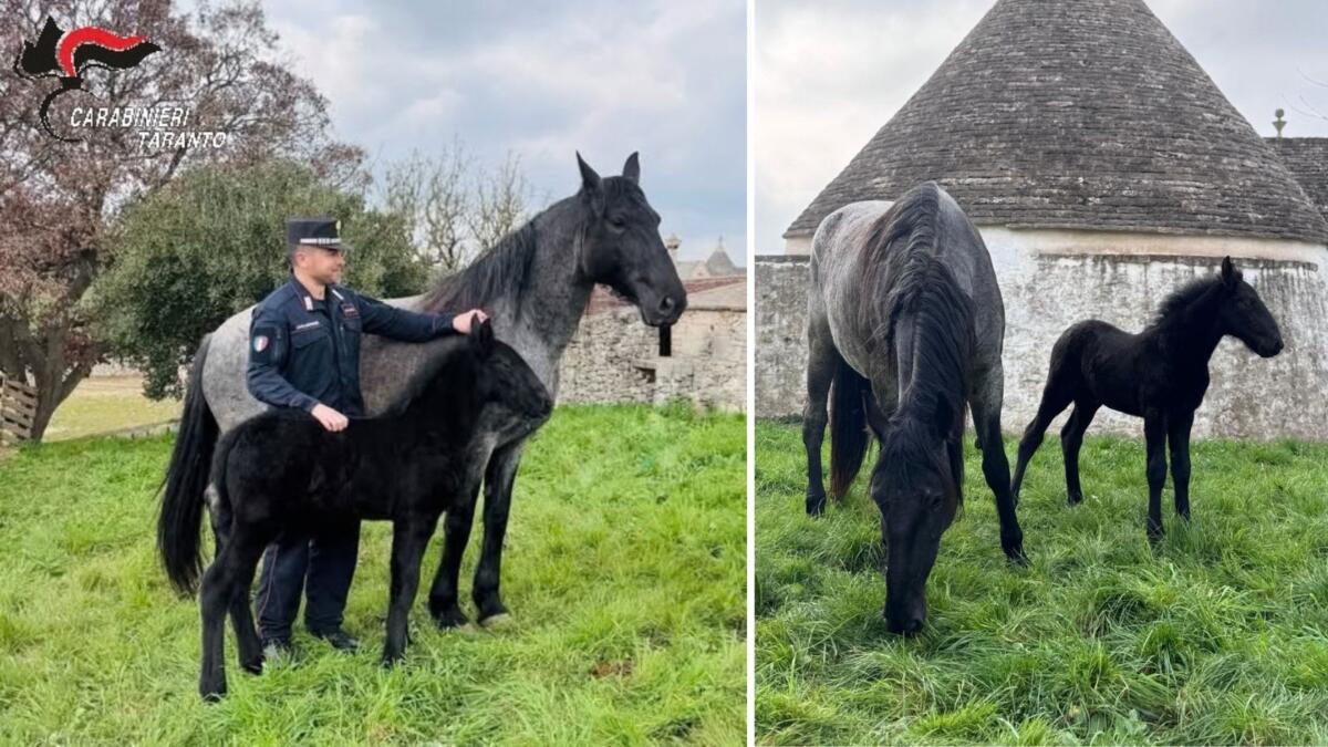 Galleria foto 'Martina Franca, fiocco azzurro nel Centro equestre dei Carabinieri: è nato Zeus, primo cavallo murgese del 2026' - foto 1