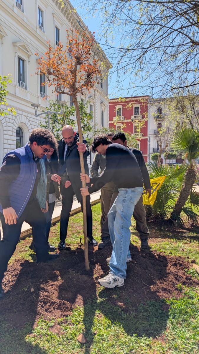 Bari inaugura la “Camminata della Legalità” in memoria delle vittime di mafia: un albero piantato in piazza Cesare Battisti Bari inaugura la “Camminata della Legalità” in memoria delle vittime di mafia: un albero piantato in piazza Cesare Battisti