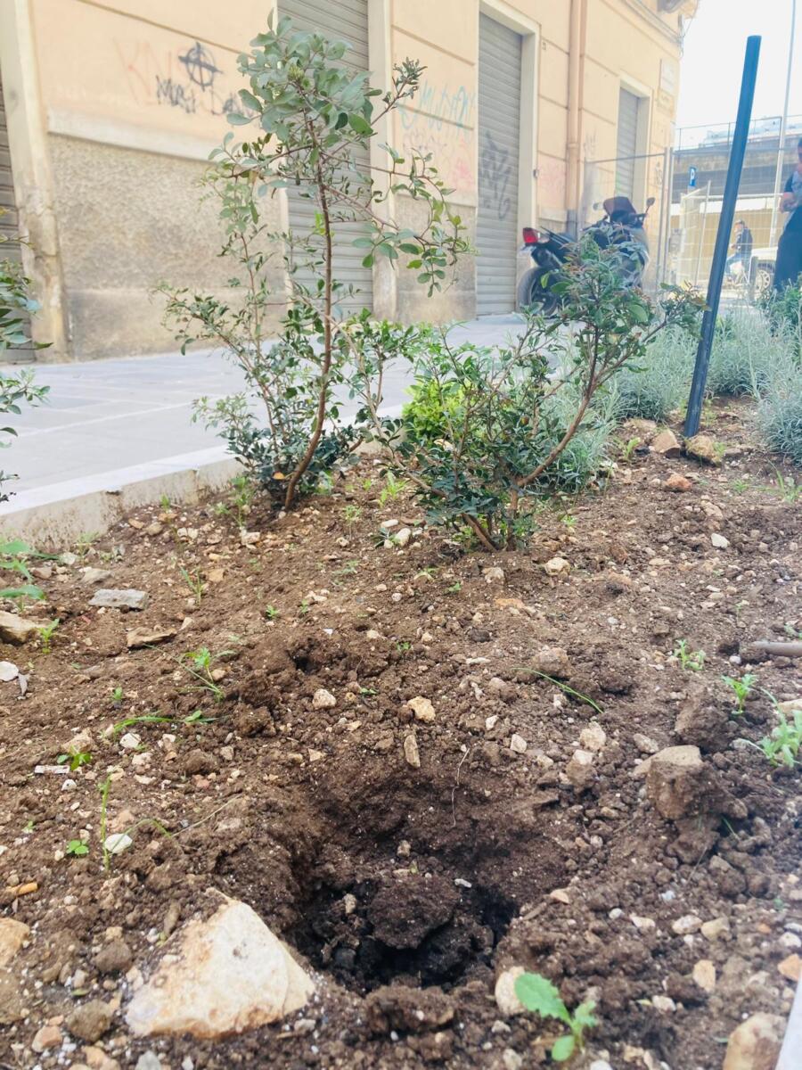 Galleria foto 'Bari, rubate le piante dalle nuove aiuole in via Manzoni: la lezione di civiltà arriva dai bimbi dell’asilo – FOTO' - foto 4