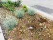 Bari, rubate le piante dalle nuove aiuole in via Manzoni: la lezione di civiltà arriva dai bimbi dell’asilo – FOTO