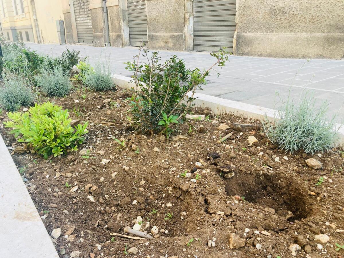 Galleria foto 'Bari, rubate le piante dalle nuove aiuole in via Manzoni: la lezione di civiltà arriva dai bimbi dell’asilo – FOTO' - foto 1