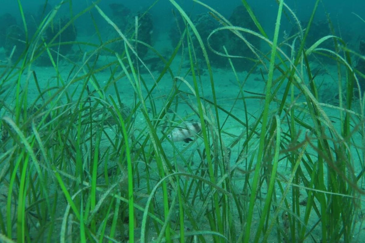 Galleria foto 'A Taranto il progetto “Cimodocea”: una “super-pianta” per depurare il Mar Piccolo e rilanciare gli ex Cantieri Tosi' - foto 1