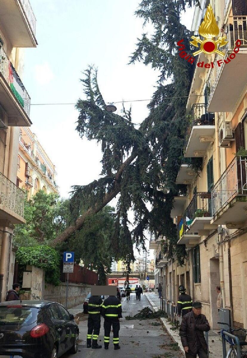 Galleria foto 'Vento forte nel Barese: alberi caduti, tetti divelti e balconi pericolanti. Evacuati Politecnico e Veterinaria – FOTO' - foto 4