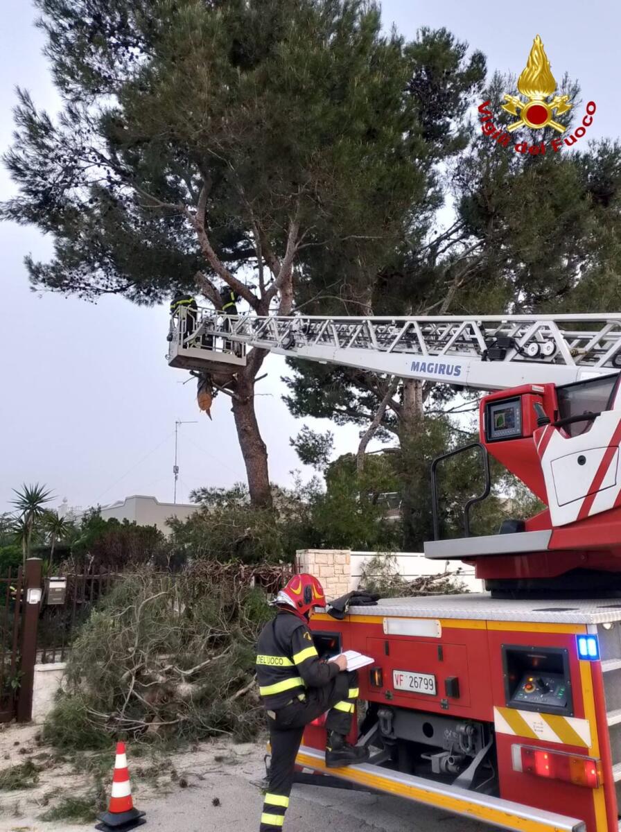Galleria foto 'Vento forte nel Barese: alberi caduti, tetti divelti e balconi pericolanti. Evacuati Politecnico e Veterinaria – FOTO' - foto 3
